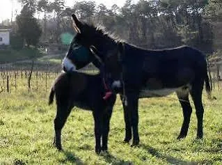 Dreamers Farm stay San Macario In Piano